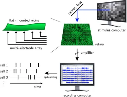 Figure 1.7: A retina is mounted in the multi-electrode array, light stimulus is pro- pro-jected onto it via a computer in which images are produced