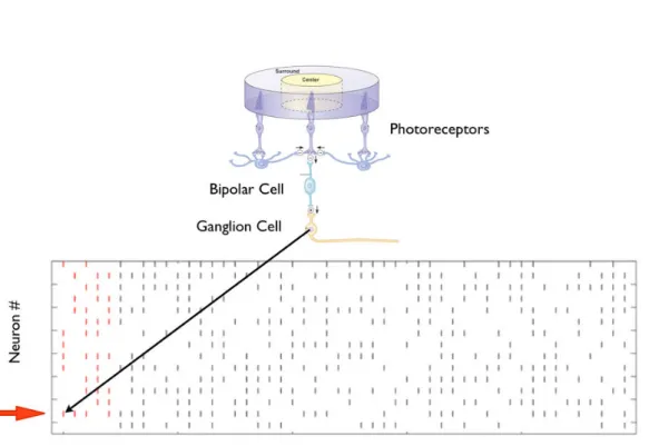 Figure 1.9: Spike train from retinal ganglion cells. Each row represent the activity of one ganglion cell