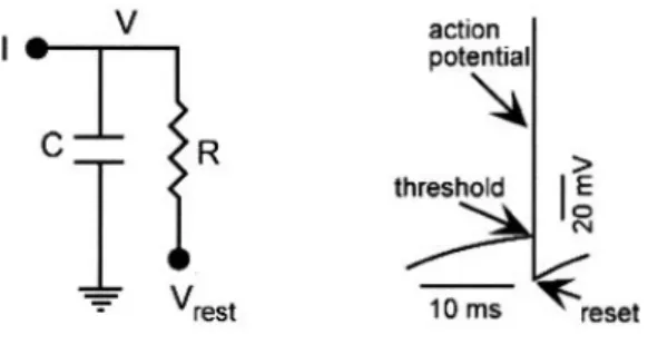 Figure 1.10: Left: Equivalent circuit of the Integrate-and-Fire model. (Right).