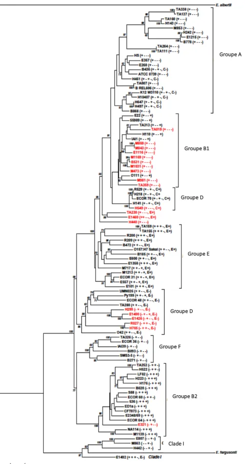 Figure 1 : Diversité phylogénétique des bactéries de l’espèce Escherichia coli.  