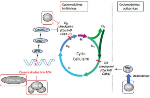 Figure 2 : Effet des quatre cyclomodulines produites par E. coli sur le cycle cellulaire