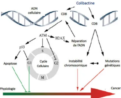 Figure 3 : Réponse cellulaire aux cassures double brin de l’ADN induites par la colibactine