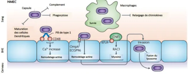 Figure 6 : Mécanismes physiopathologiques de l’infection par les NMEC. 