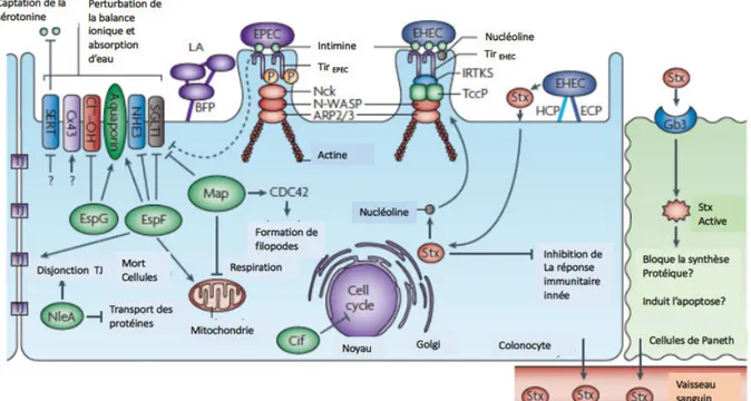 Figure 7 : Mécanismes physiopathologiques de l’infection par les EPEC et les EHEC. 