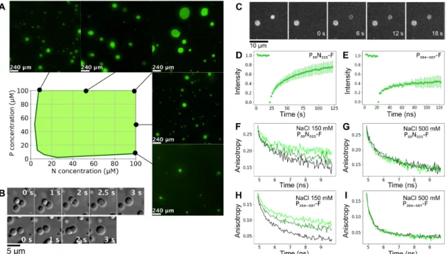 Fig. 2. MeV droplets exhibit liquid-like behavior. (A) Turbidity-based phase diagram as a function of P 50 N 525  and P 304–507  concentrations