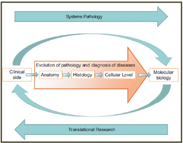 Figure 4. Schematic diagram showing the evolution of pathology from the anatomical level to the molecular level, in which  clinical  information  is  integrated  with  morphological  changes  at  the  anatomical  and  histological  levels  and  with  the  