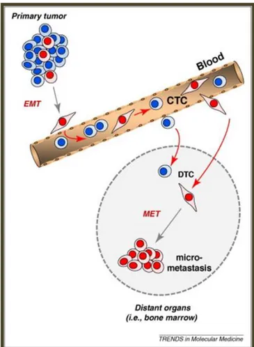 Figure  9.  Putative  roles  of  EMT  and  mesenchymal-to-epithelial  transition  (MET)  in  tumour  cell  dissemination