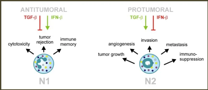 Figure 11. Simplified scheme of polarization of tumour-associated neutrophils (TAN). Neutrophils exert both antitumoral and  protumoral functions in cancer development and progression