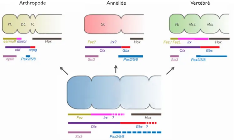 Figure  2  :  Structure et  régionalisation  moléculaire des  SNC  de  trois  Bilatériens actuels,  et de leur  ancêtre commun, l’Urbilatérien.