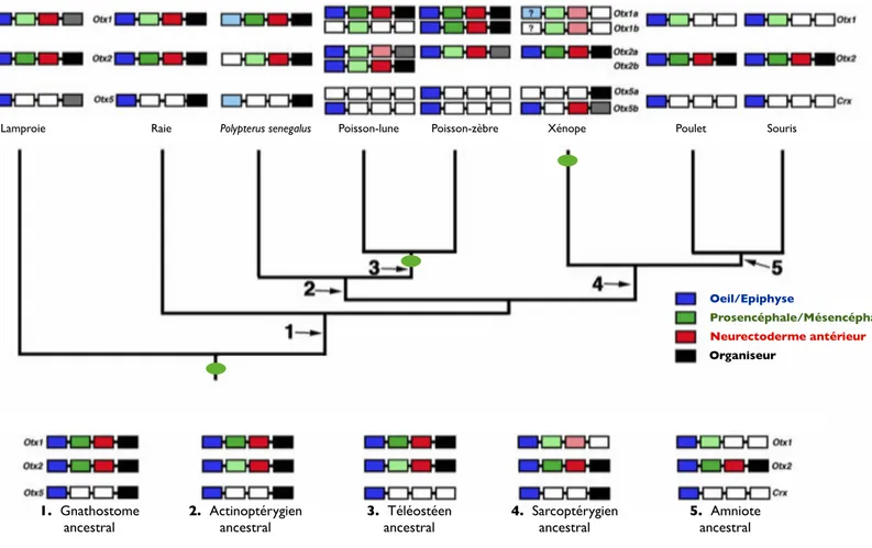 Figure 4 : Evolution de la répartition des fonctions de la famille Otx chez les Deutérostomiens
