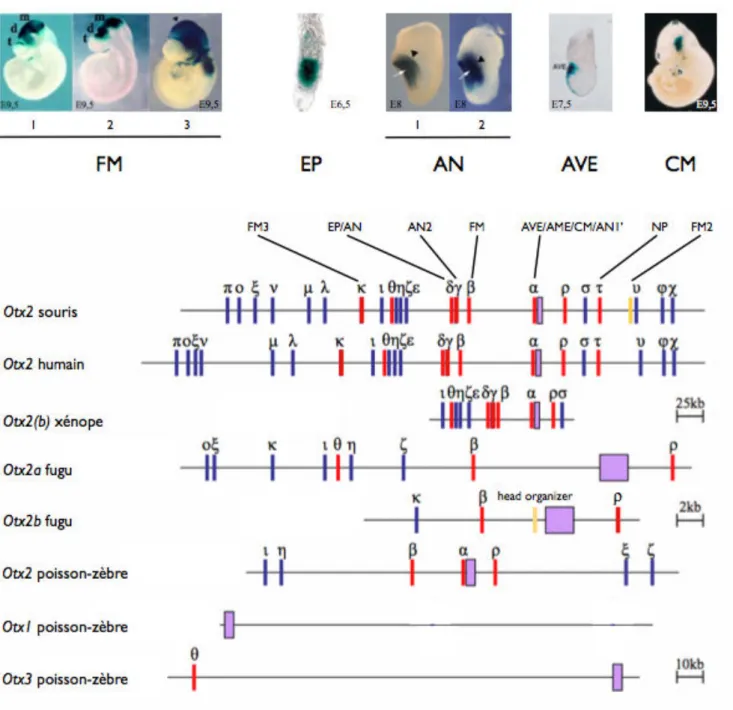 Figure 7 : Éléments cis-régulateurs du groupe d’orthologie Otx2