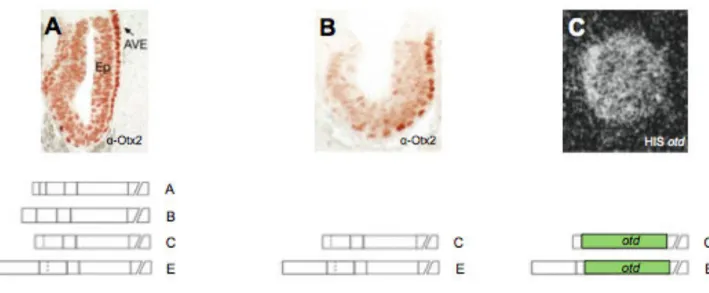 Figure 8 : Expression d’Otx2 en fonction des isoformes ARNm présents Sous chaque image sont représentés les isoformes exprimés.