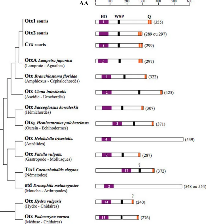 Figure 9 : Représentation schématique des protéines Otx à travers l’évolution