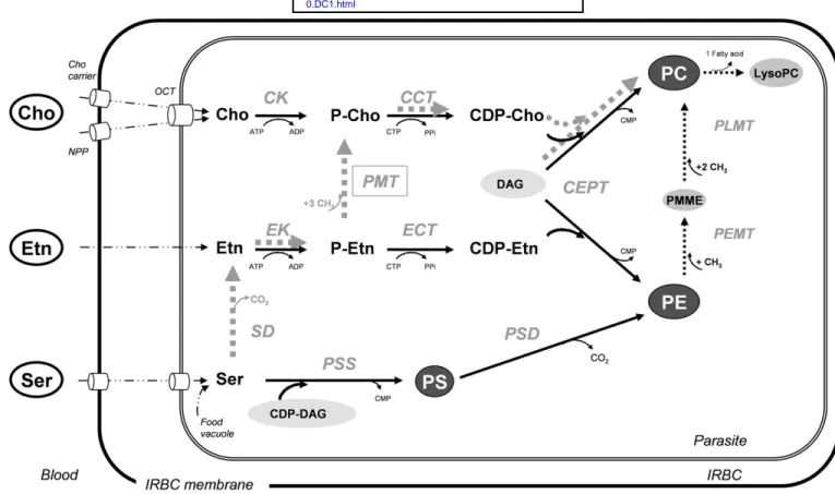 Fig.     6.   Scheme of the biosynthesis pathways for PC, PE, and PS in human   P. falciparum-  and rodent   P
