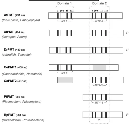 Fig.     7.   Schematic comparison of the domains of different annotated PMT proteins