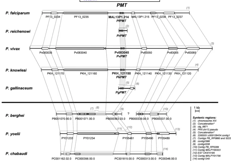 Fig.     2.   Syntenic regions corresponding to the genomic context of the phosphoethanolamine N-methyltransferase gene in   P
