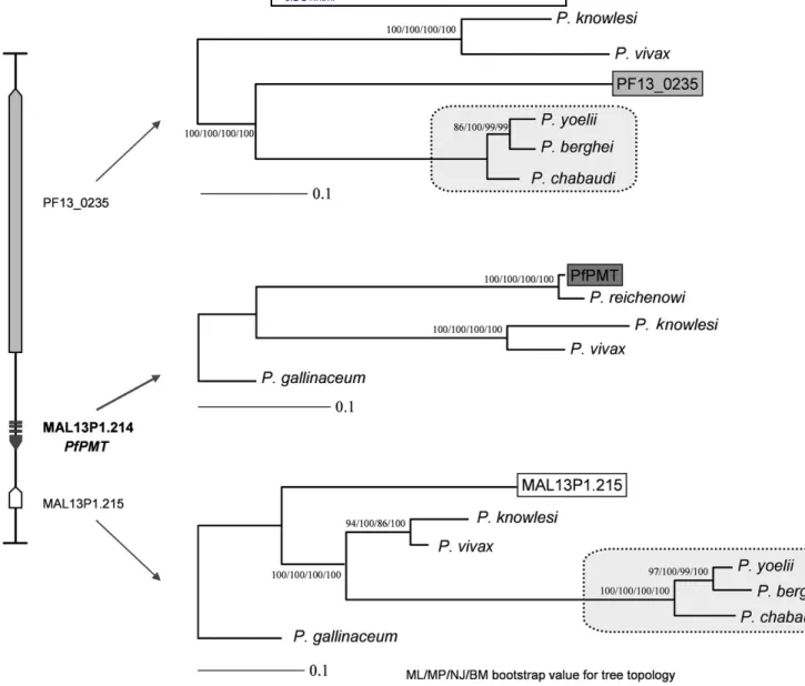 Fig.     3.   Phylogenomic analysis of the   Plasmodium  chromosomic region harboring phosphoethanolamine N-methyltransferase and fl ank- ank-ing genes
