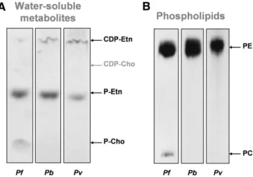 Fig.     5.   TLC autoradiographies of water-soluble metabolites (A)  and phospholipids (B) from infected erythrocytes labeled with  [  3  H]ethanolamine