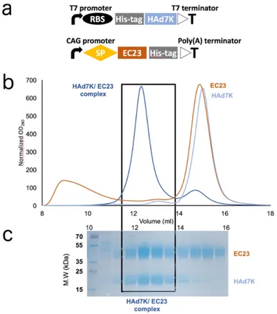Figure 1. (a) Schematic representation of human adenoviruses, adenovirus of serotype 7 (HAd7K) pETDuet™-1 vector and EC23 pHL-sec vector constructs