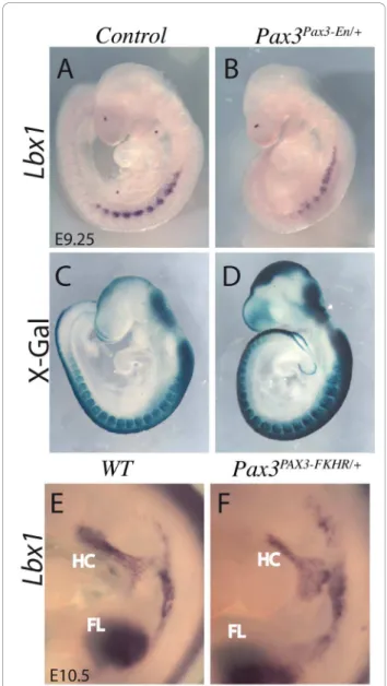 Figure 3 Lbx1 expression depends on Pax3 . (A, B, E, F) Whole mount in situ hybridisation with an Lbx1 probe of control (A, E), Pax3 Pax3-En/+ partial loss of function (B) and Pax3 PAX3-FKHR/+ gain of function embryos (F) at E9.25 (A, B) and E10.5 (E, F), 