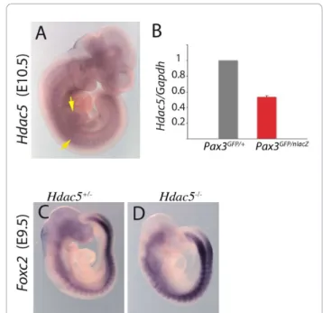 Figure 4 Pax7 expression depends on Pax3 . (A, B) Whole mount in situ hybridisation with a Pax7 probe of wild-type (WT) (A) and Pax3 Pax3-En/+ partial loss of function (B) embryos at E10.5, showing down-regulation of Pax7 transcripts when Pax3 activity is 