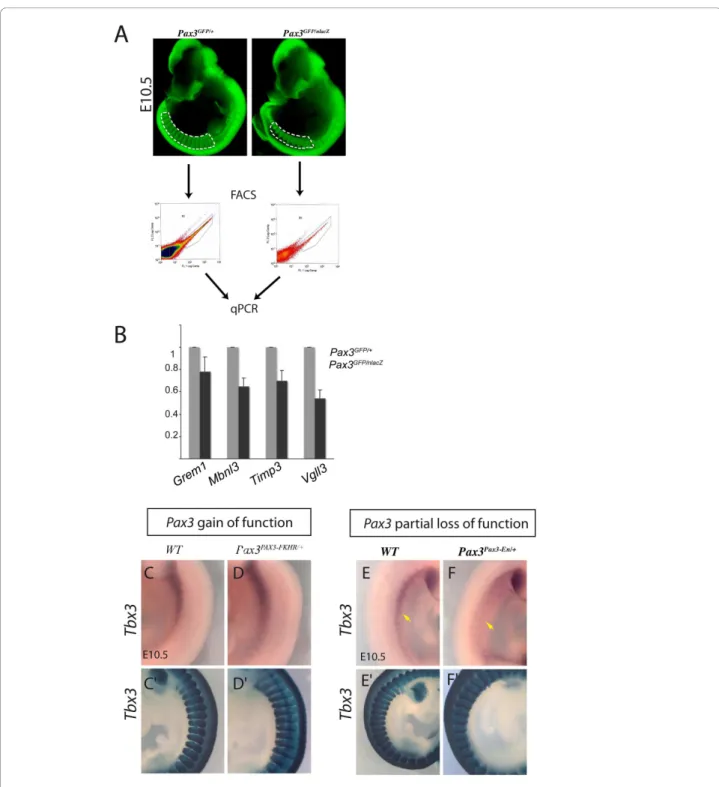 Figure 2 Examples of validation on Pax3 loss of function genetic backgrounds. Genes that emerged from the microarray analyses as potential Pax3 targets from the gain of function screen were checked on Pax3 loss of function genetic backgrounds