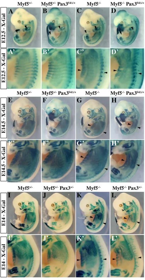 Figure 5. Impaired myogenesis in the presence of Six4D , in the absence of Myf5. A–L9; X-Gal staining of E12.5 (A–D9), E14.5 (E–H9) or E14 (I–