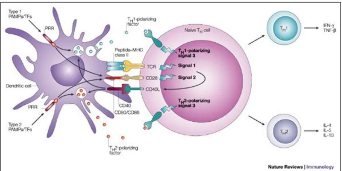 Figure 2: Mécanismes d’activation du lymphocyte T CD4+ par la cellule dendritique  