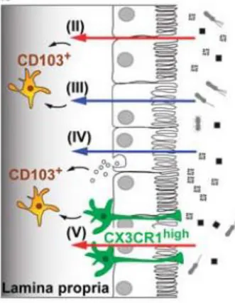 Figure 10: Transport de l’antigène via la barrière  intestinale 