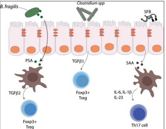 Figure 13: Impact de  différentes souches  bactériennes du  microbiote sur le  développement des  réponses immunitaires  D’après”The gut  microbiota and mucosal T 