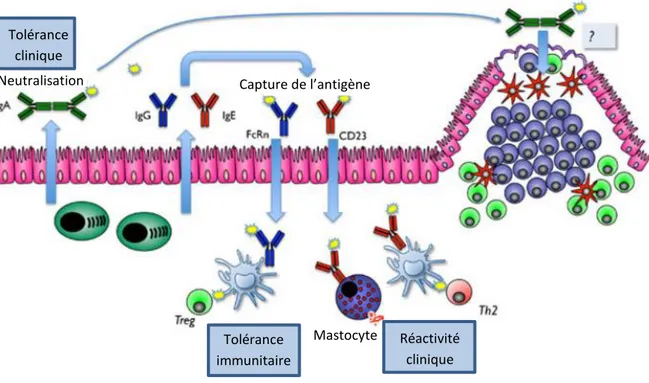 Figure 14: Impact du passage des anticorps du lait maternel sur  le développement des réponses immunitaires  du nouveau-né 