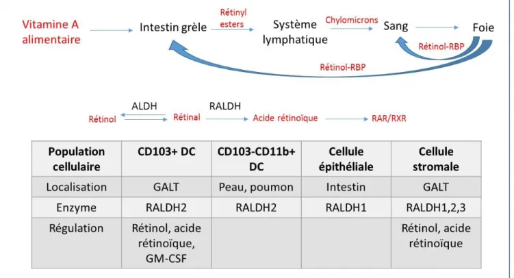 Figure 16: Métabolisme de la vitamine A  