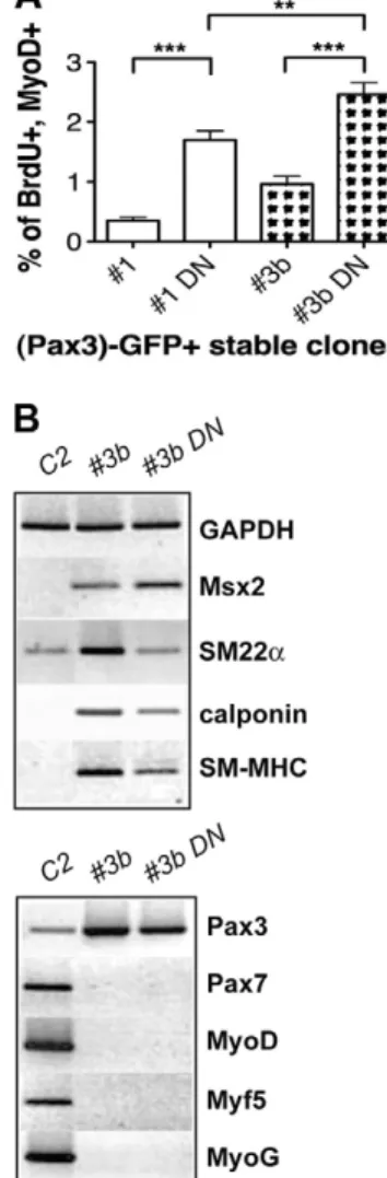 Fig. 5. Reduction in myocardin increases the myogenic potential of (Pax3)–GFP-positive mural cells