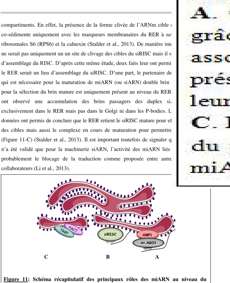 Figure  11:  Schéma  récapitulatif  des  principaux  rôles  des  miARN  au  niveau  du  réticulum endoplasmique rugueux  