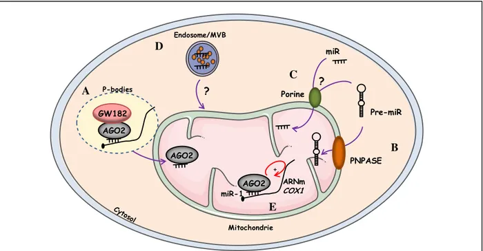 Figure 13: Schéma représentatif des voies de transports des miARN vers la mitchondrie  A,  Contact  physique  entre  un  P-body  et  une  mitochondrie