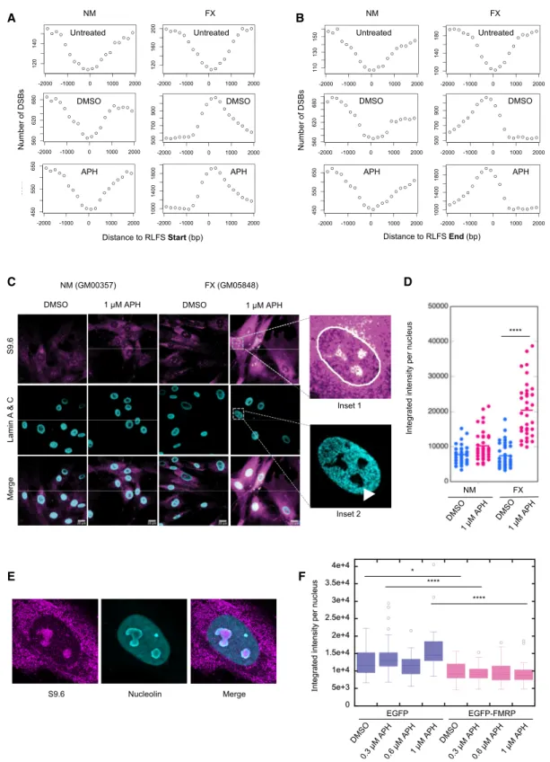 Figure 5. DSB Correlation with RLFSs and Increased RNA:DNA Hybrids in FX Cells In Vivo