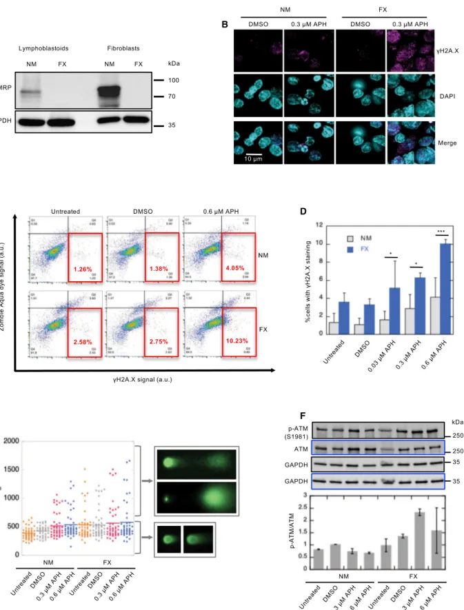 Figure 1. Fragile X (FX) Cells Show Elevated DNA Damage under Replication Stress and an Intact DDR (A) Western blots confirming the absence of FMRP expression in FX cell lines.