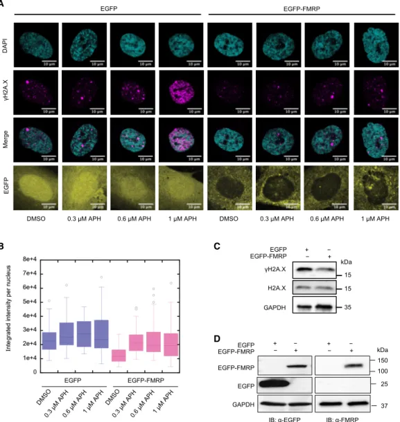 Figure 2. FMRP Expression Ameliorates APH-Induced DSB Formation in FX Cells