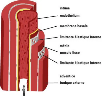 Figure 2 : Organisation de la paroi artérielle normale 