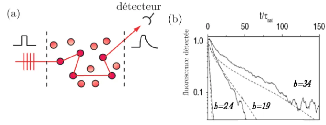 Fig. 1.4 – (a) Exp´ erience visant ` a mesurer l’allongement d’une impulsion suite ` a la diffusion multiple (b) D´ ecroissance de la fluorescence en fonction du temps (en