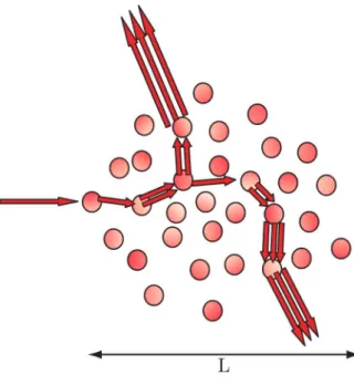 Fig. 1.10 – Amplification d’un faisceau sonde au cours des multiples diffusions.