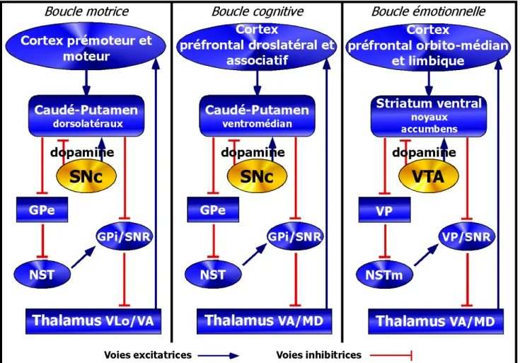 Figure 8: Représentations schématiques de différentes boucles impliquant le circuit des  ganglions de la base 