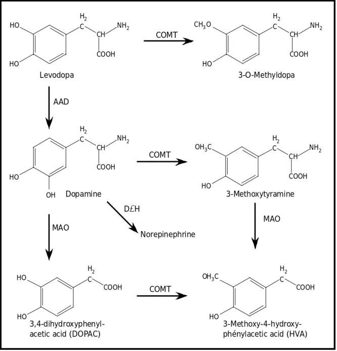 Figure 9 : Métabolisme de la dopamine 