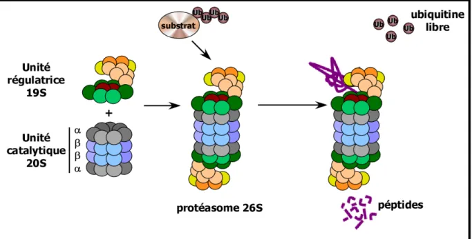 Figure 14 : Représentation schématique des différentes sous-unités du protéasome 26S 