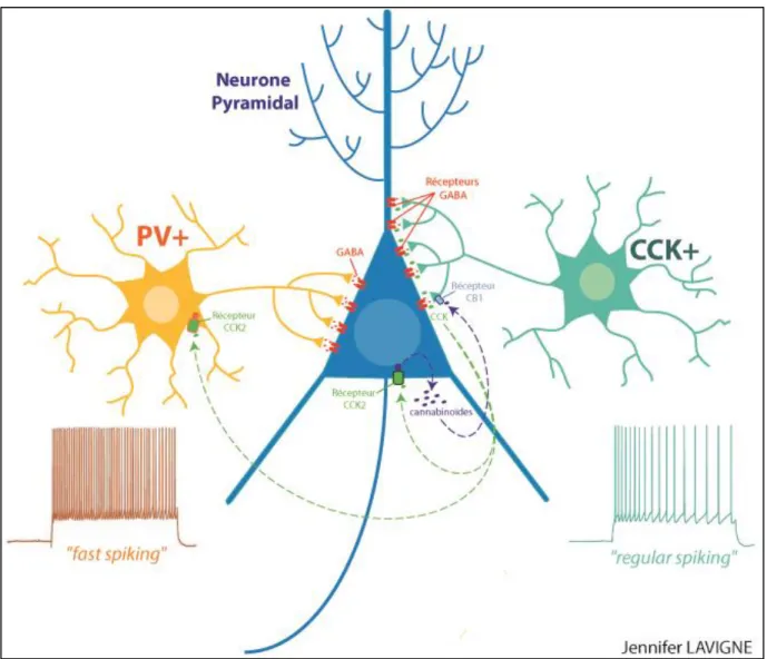 Fig. 5 : Représentation schématique de l’interaction d’un neurone pyramidal avec un interneurone à parvalbumine  (PV+) et avec un interneurone à cholécystokinine (CCK+)