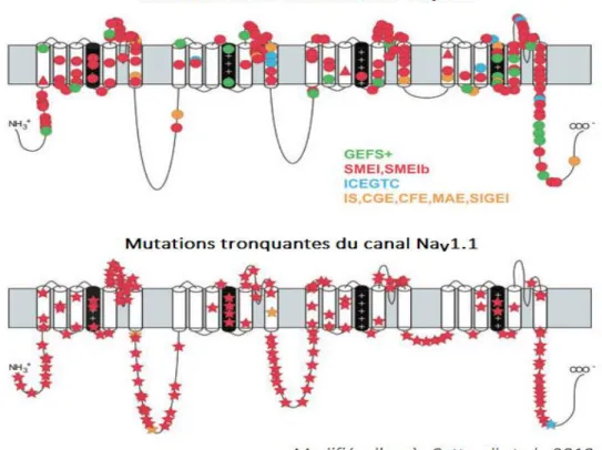 Fig. 10 : Mutations du canal Na v 1.1 observées chez des patients épileptiques. 