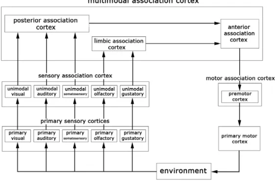 Figure 1.1: Simplified structure of the cerebral cortex. It may change slightly according to some authors, since there is no commonly accepted definition of the limbic association cortex.