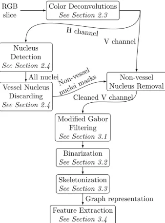Figure 2: Global processing pipeline: From original slice to feature extraction on the graph model of the vascular network.