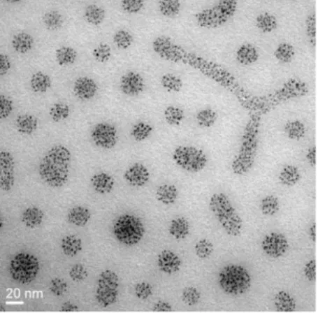 Fig. 1: Top view by TEM of a cylindrical phase of polymer where gold nanoparticles are exclusively included in  cylinders  