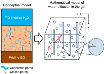 Fig. 3 A model for water diffusion in passivating gels. Conceptual model for interpreting water diffusion in passivating gel (left) and the corresponding mathematical model used to determine the water diffusion coef ﬁ cients (right)
